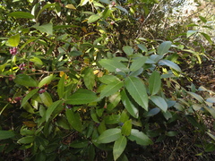 Phillyrea latifolia media