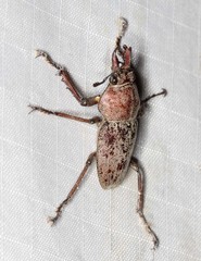 Cacostomus squamosus