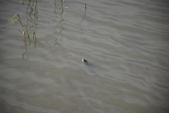 Malaclemys terrapin centrata