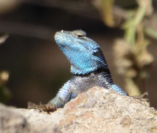 Sceloporus minor