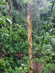 Guadua aculeata