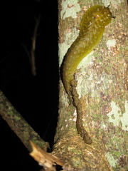 Athoracophorus papillatus