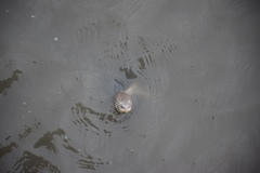 Malaclemys terrapin centrata