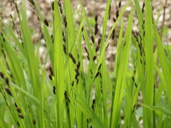 Melica uniflora