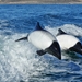Commerson's Dolphin - Photo (c) Enzo Bonanno, some rights reserved (CC BY-NC), uploaded by Enzo Bonanno