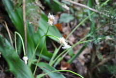 Carex fraseriana