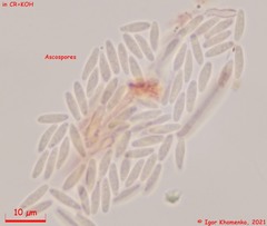 Lachnum brevipilosum
