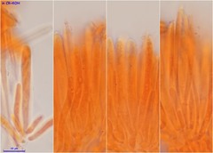 Lachnum brevipilosum