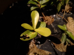 Capparidastrum pachaca