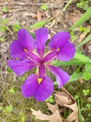 Iris × vinicolor