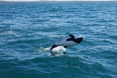Cephalorhynchus commersonii