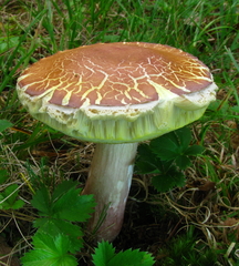 Boletus separans