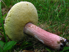 Boletus separans