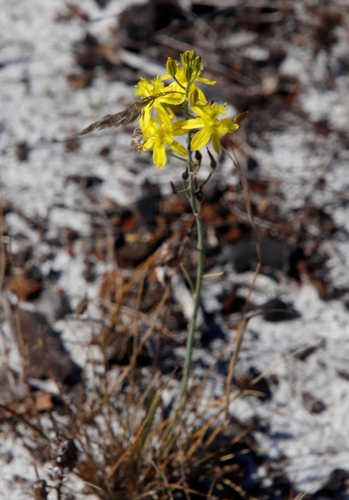 Bulbine favosa