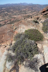 Indigofera spinescens