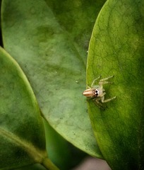 Telamonia