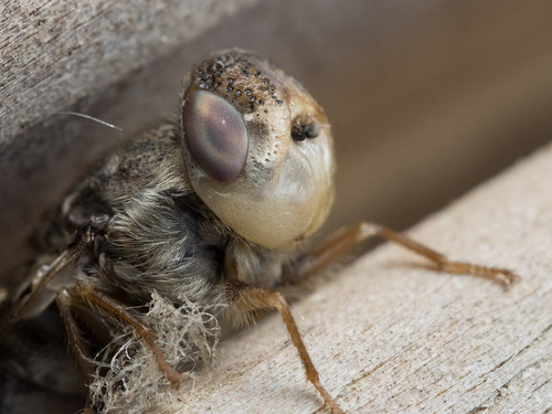 Sheep Bot Fly Nps National Capital Region True Flies · Inaturalist