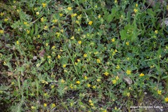 Medicago minima