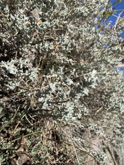 Tetradymia