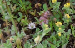 Trifolium glomeratum
