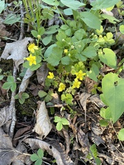 Waldsteinia