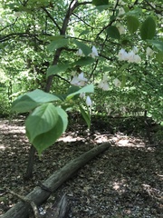 Halesia carolina