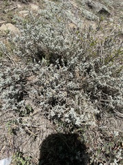 Tetradymia
