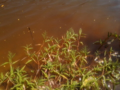 Paspalum repens