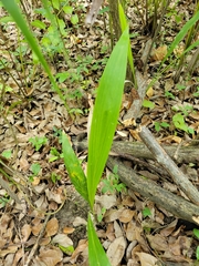 Roystonea borinquena