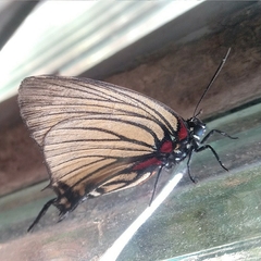 Atlides polybe