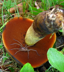 Boletus subluridellus