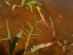 Paspalum repens