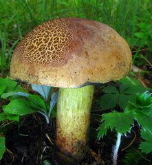 Boletus subluridellus