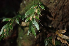 Tmesipteris horomaka