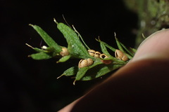 Tmesipteris horomaka
