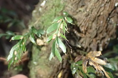 Tmesipteris horomaka