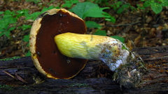 Boletus subluridellus
