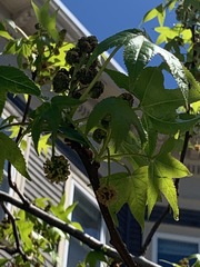Liquidambar styraciflua