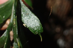 Tmesipteris horomaka