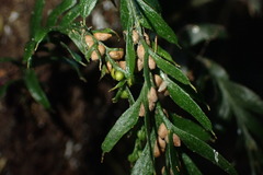 Tmesipteris horomaka