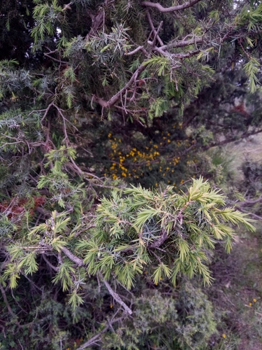 Juniperus oxycedrus subsp. badia image