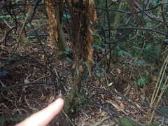 Tmesipteris horomaka