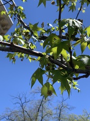 Liquidambar styraciflua