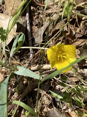 Calochortus monophyllus