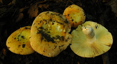 Russula aurea