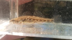 Etheostoma proeliare