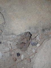 Rhinella humboldti