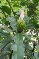 Costus guanaiensis tarmicus
