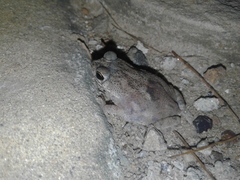 Rhinella humboldti