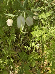 Calochortus monophyllus